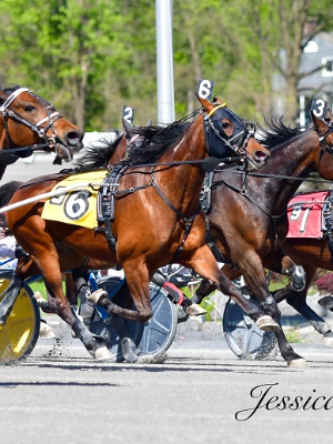 Harness Racing for A Cure